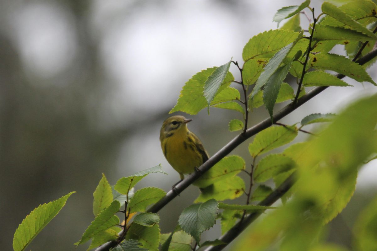 Bird Sit Sunday