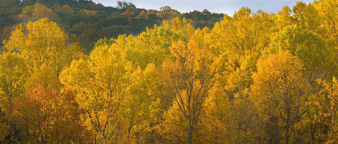 Forest Bathing at Welkinweir Arboretum