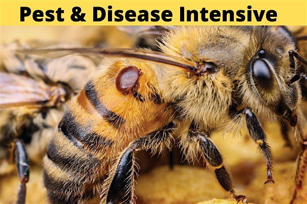 Honey Bee Pest & Disease Intensive | 1-day Hands-On Beekeeping Workshop