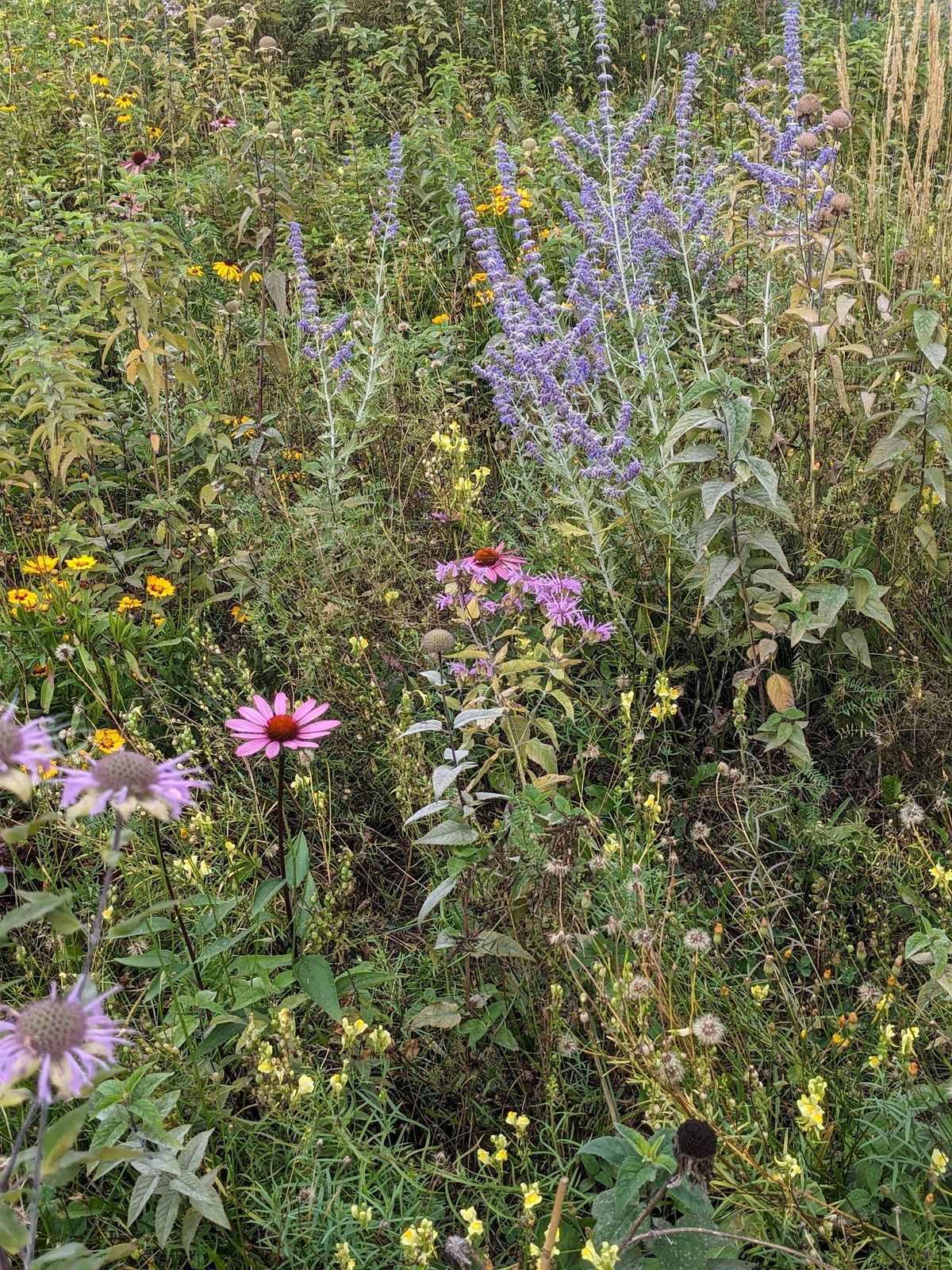 Saving Seeds in a Natural Garden