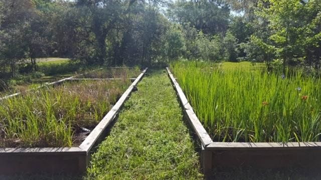 GCBO Wetland Nursery Volunteer Workday