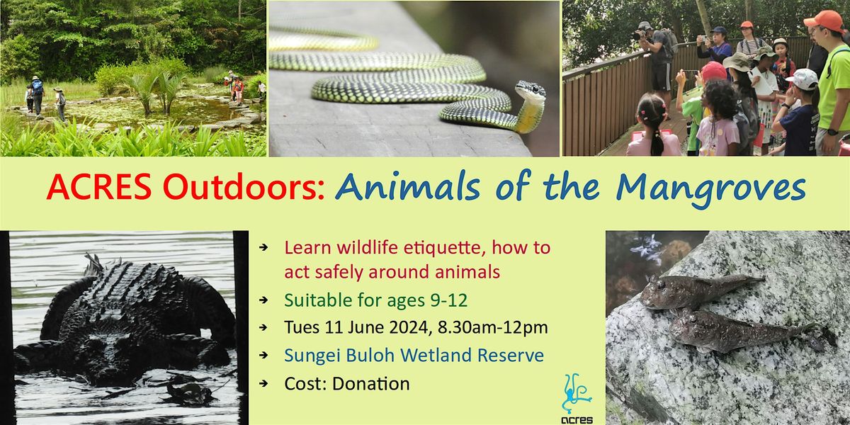 ACRES OUTDOORS  -  Animals of the Mangroves - Sungei Buloh, June 2024