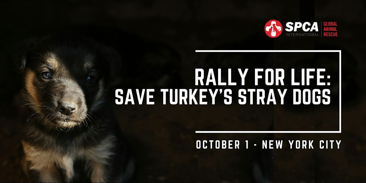 Rally for Life: Save Turkey\u2019s Stray Dogs