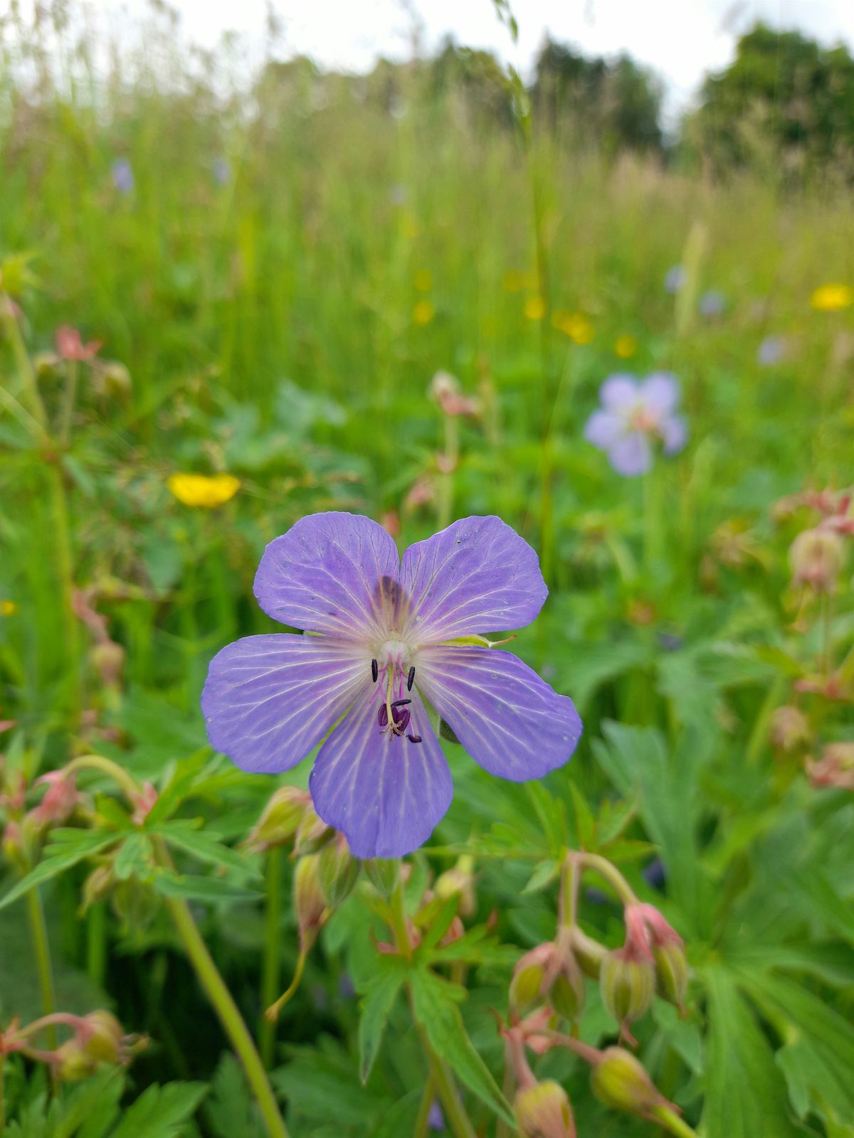 Spring Wild Food Identification and Foraging Foray 06\/04\/2025