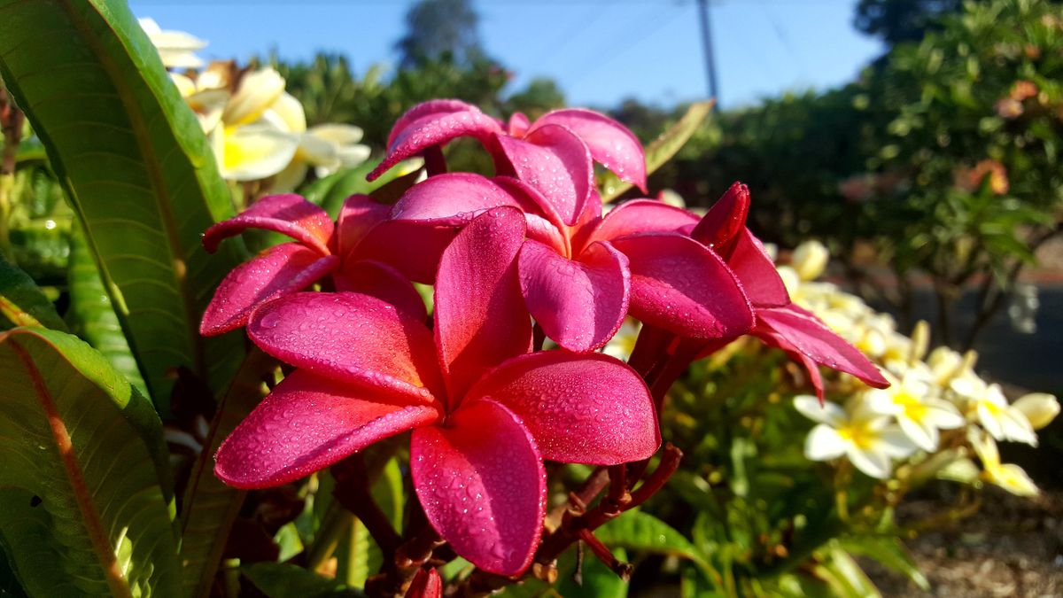 Fertilize Your Plumerias for BLOOMS!