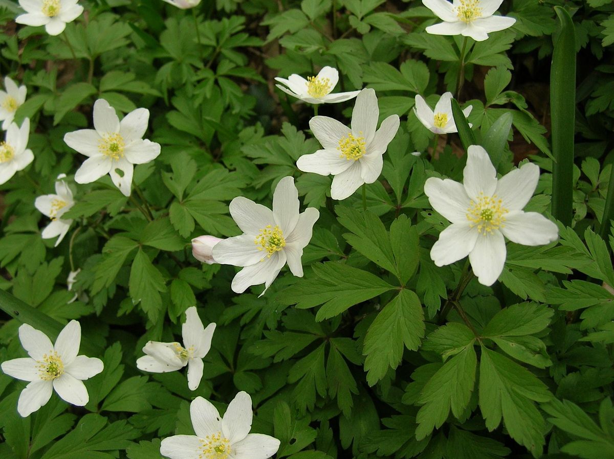Identifying and Appreciating Wild Plants
