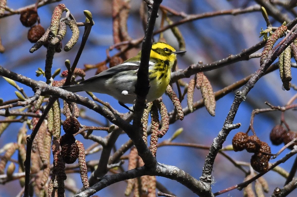 Lincoln City Bird Walk - Spring Lake Open Space