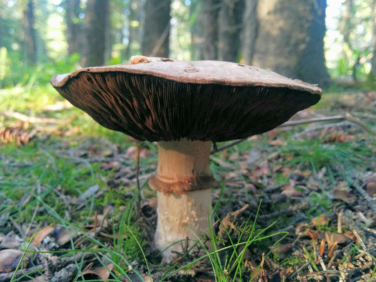 Fungi of the Weaselhead