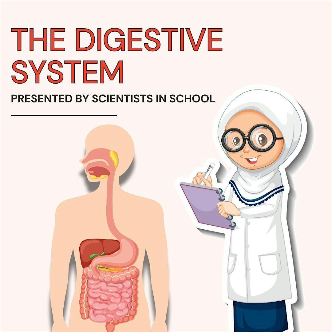 The Digestive System