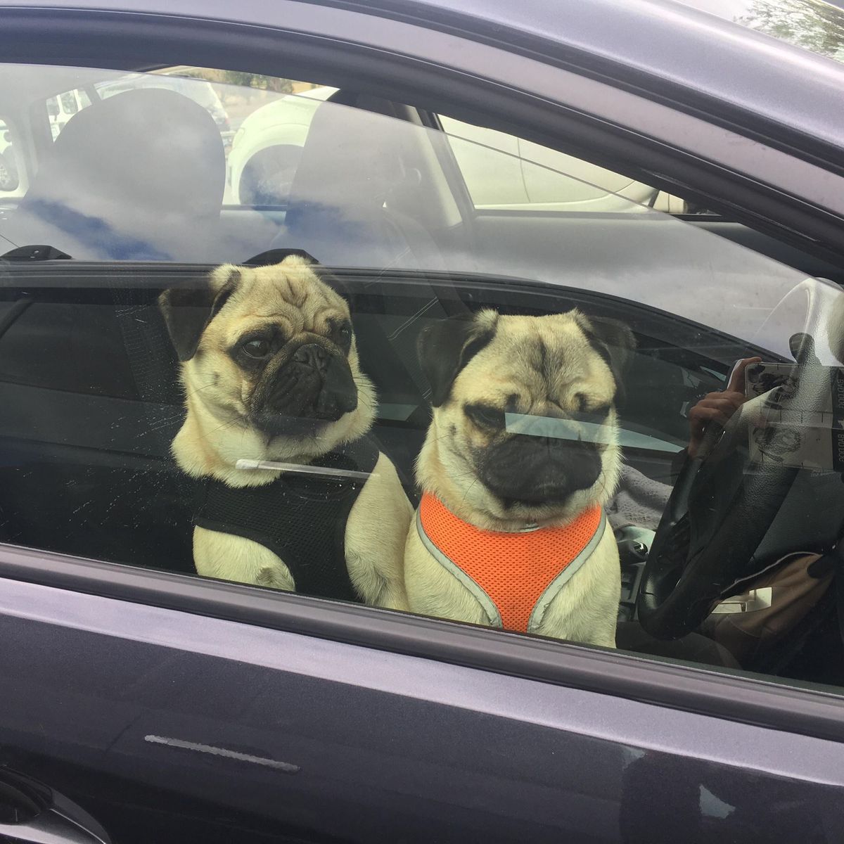 December Pug Club NW meet 