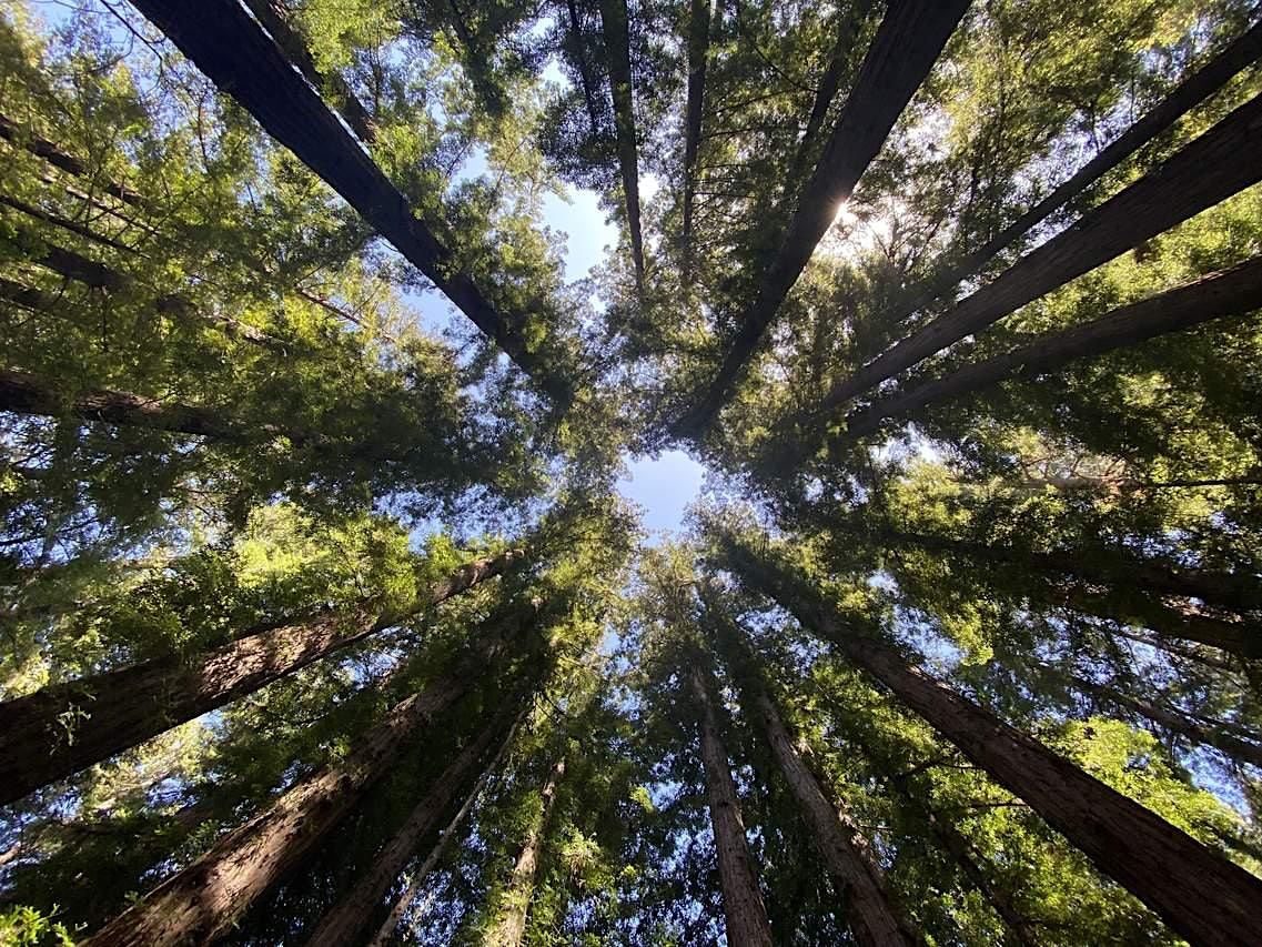 A Breath of Fresh Air- Breathwork in the Redwoods