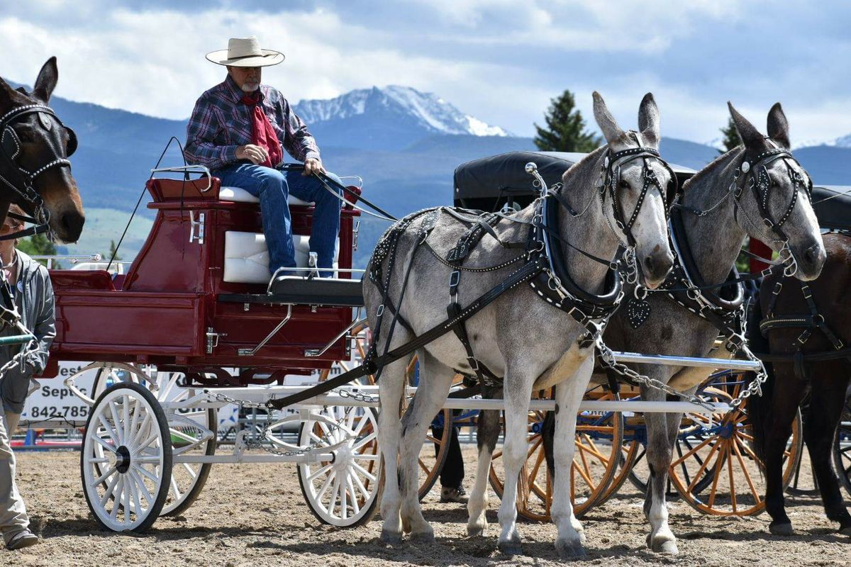 2025 Montana Mule Days 