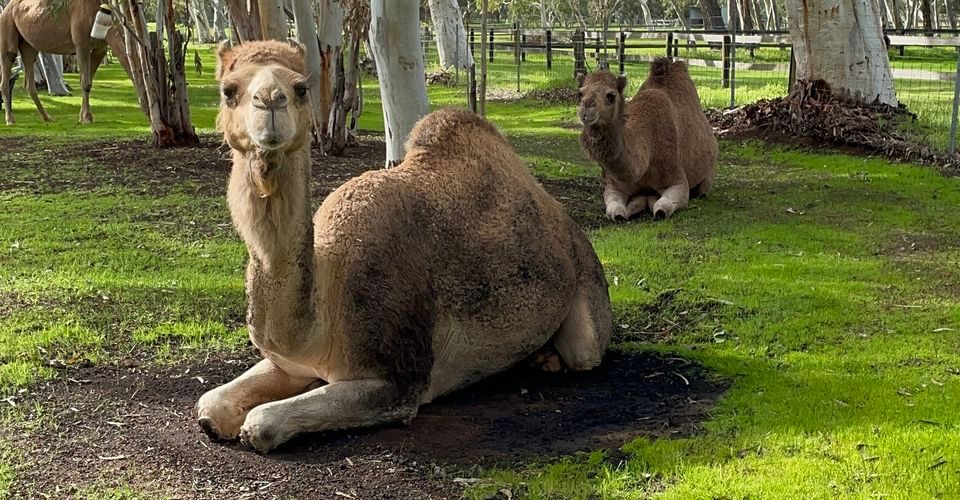 Camel Yoga with Luxury Picnic Brunch-Sold Out