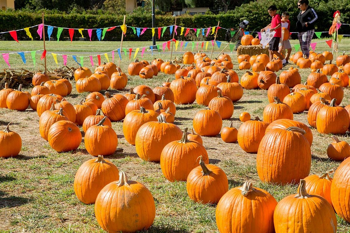 Pumpkins in the Park