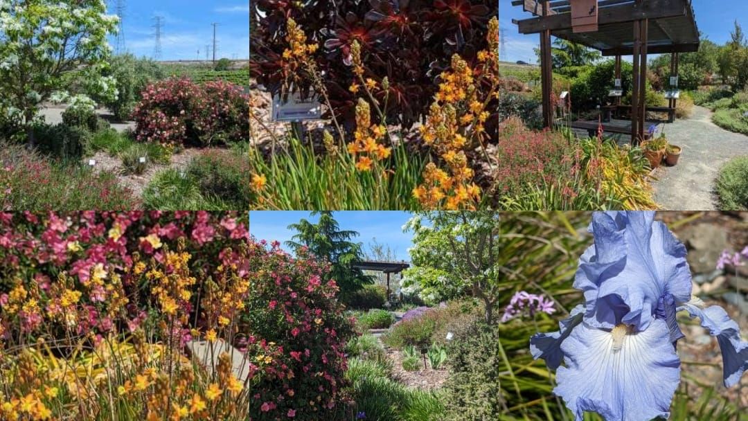 MG on site at Livermore Demo Garden