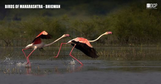 Birds of Maharashtra - Bhigwan, January 2022