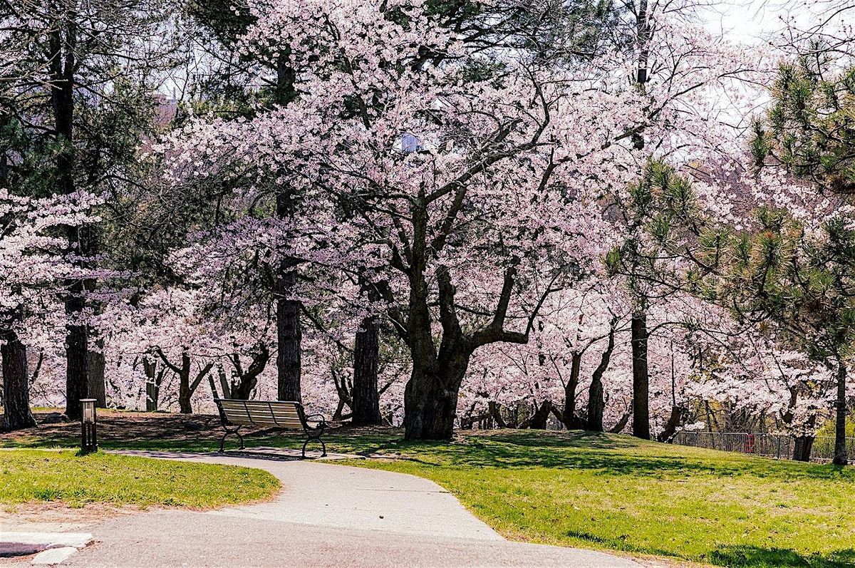 High Park Cherry Blossom Hike
