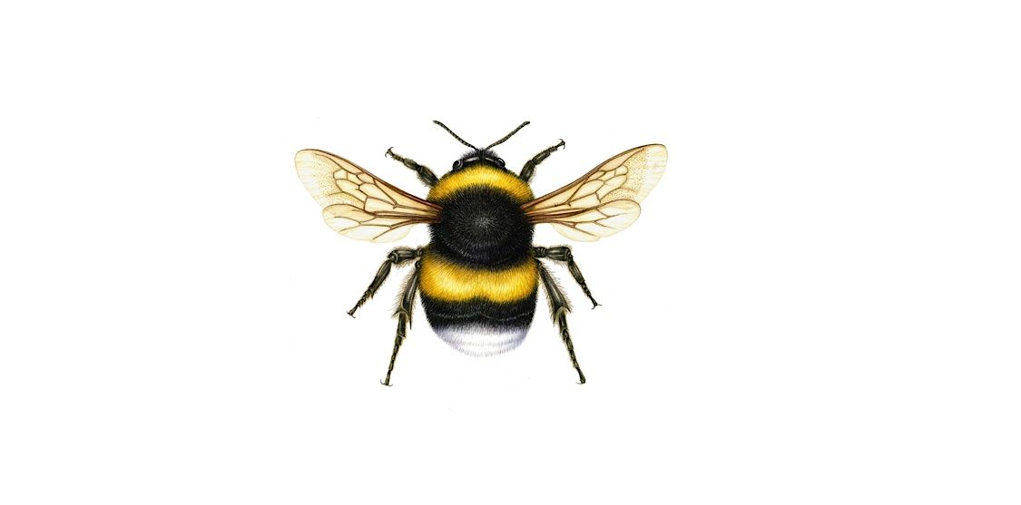 Bumblebee Survey