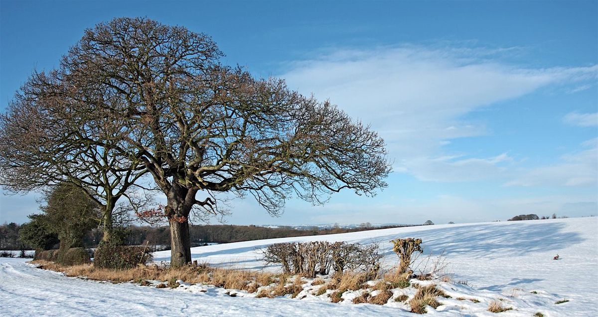 Identifying Trees in Winter