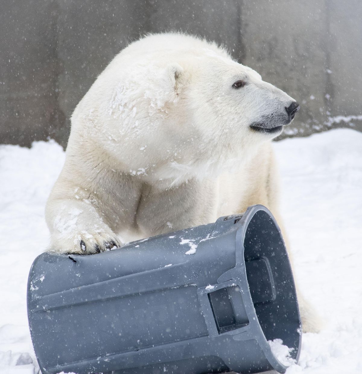 Polar Bear Encounter