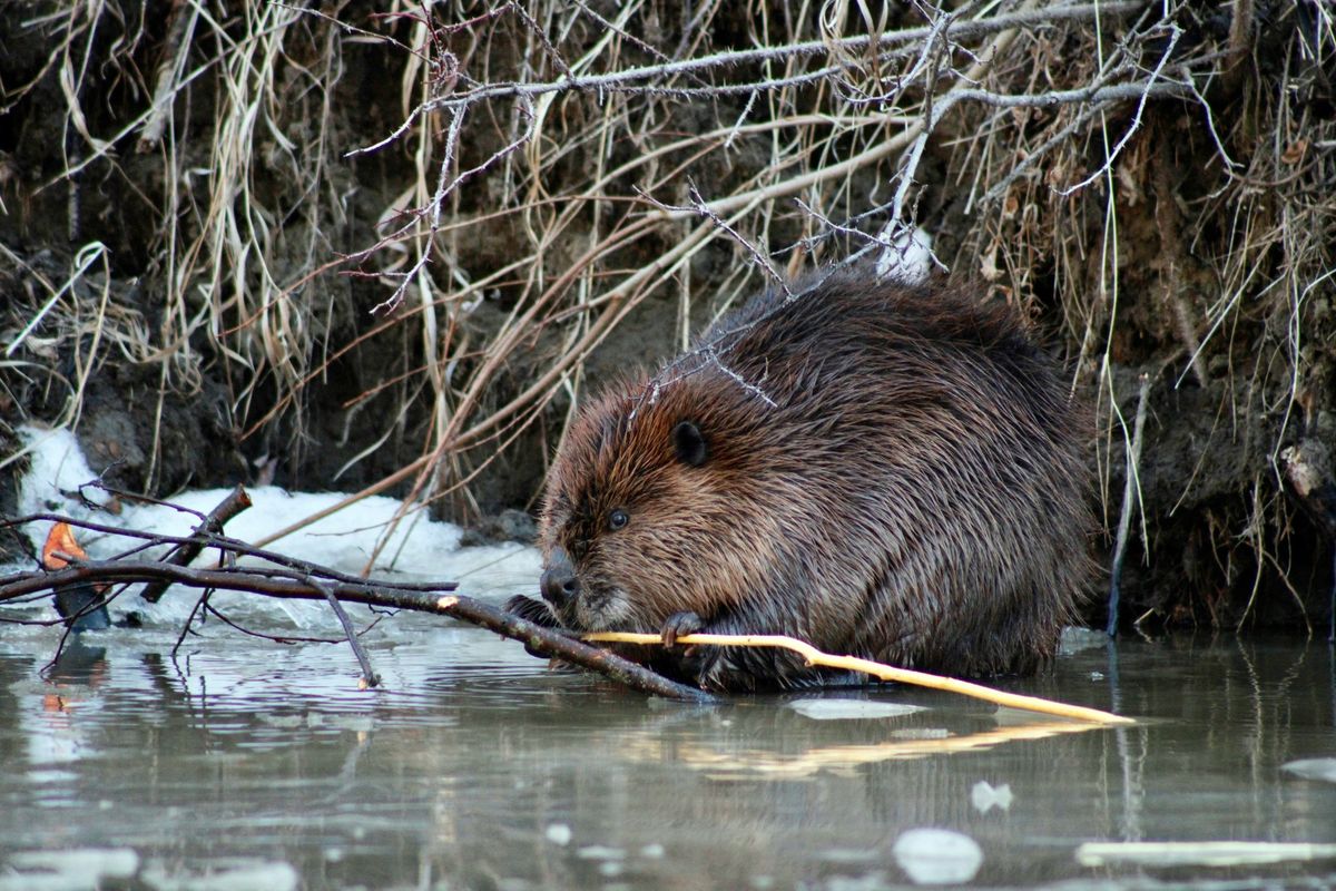 Natural Flood Control: The Beaver and Us