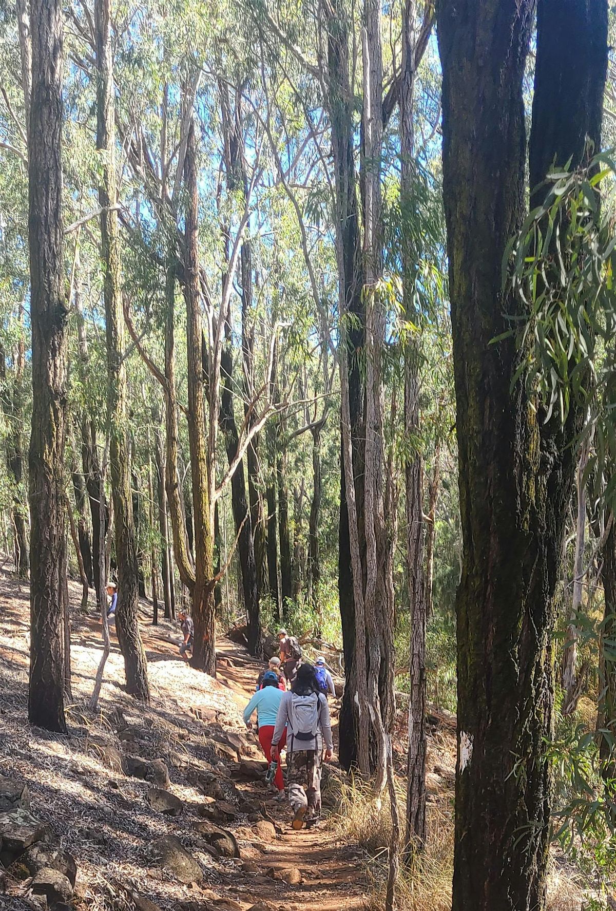 Forest Bathing, Hike, & Mo\u02bbolelo