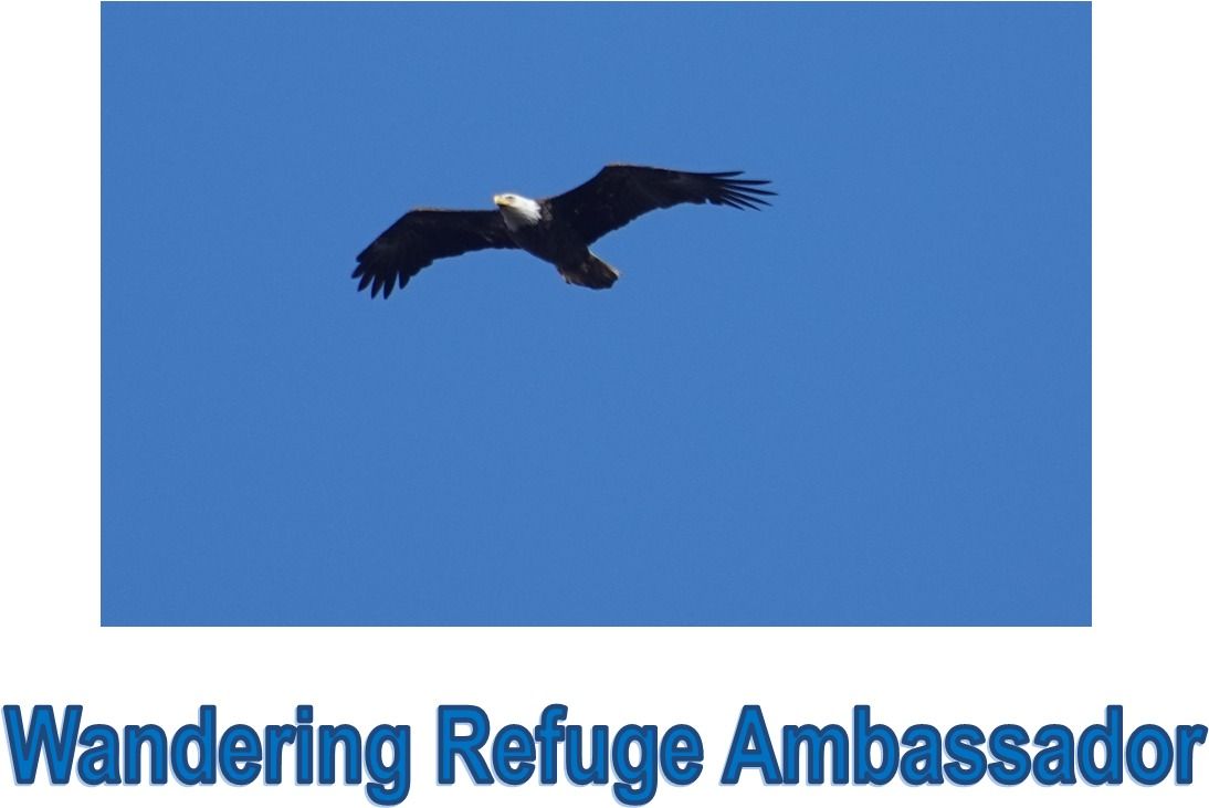 Wandering Refuge Ambassador