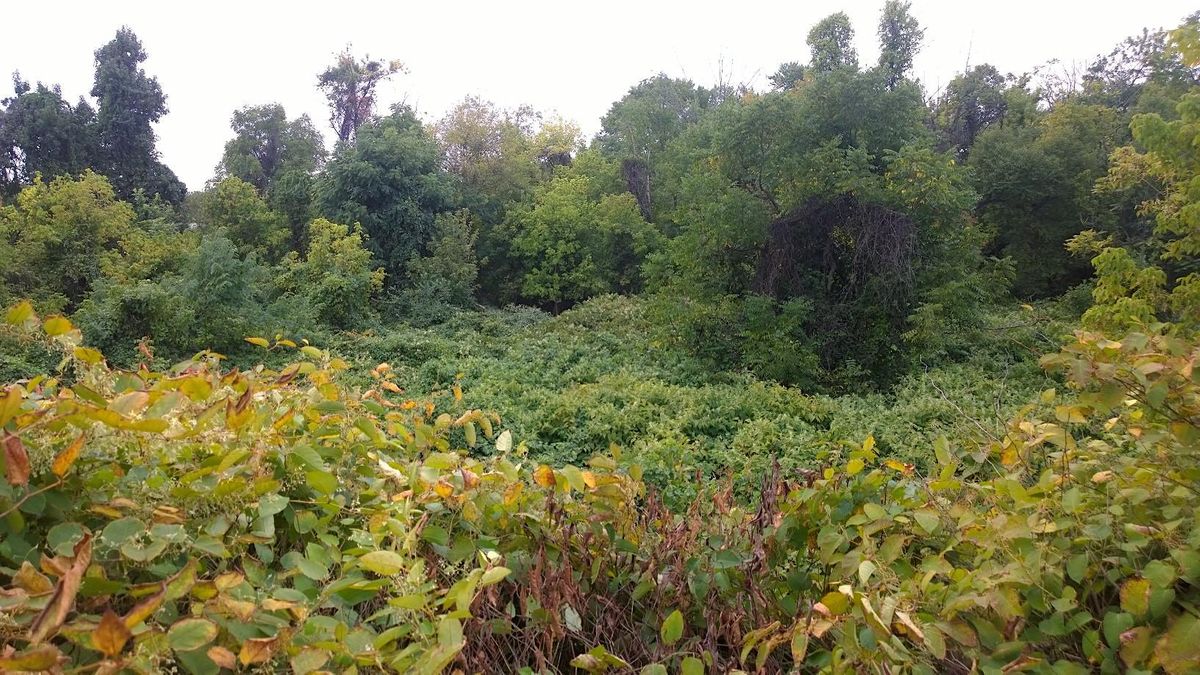 Tree Planting along Mill Creek - Riparian Buffer and Reforestation - 2023