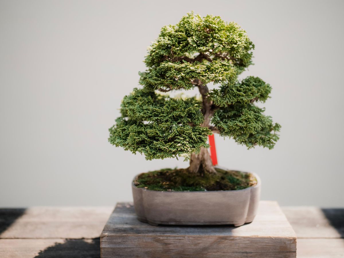 Beginner Bonsai Class