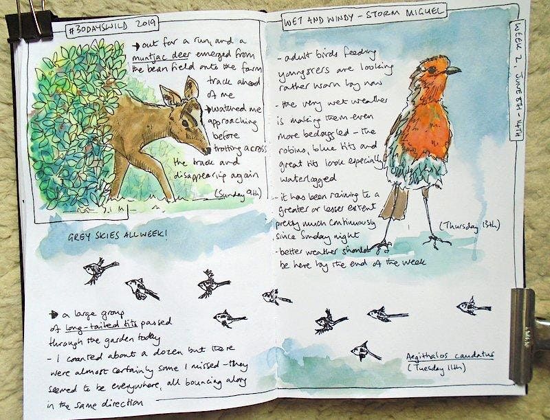 Nature Journaling with Sharon - 20th May PP