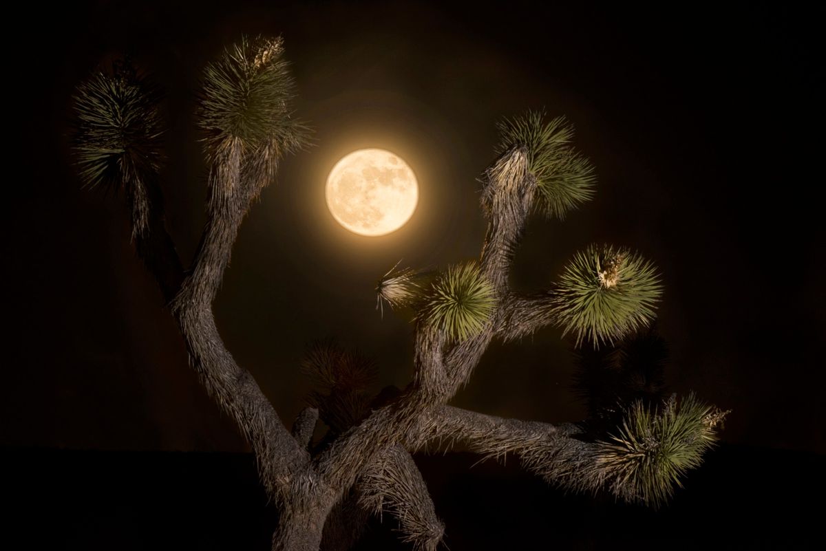 Desert Ecology After Dark: A Guided Moonlight Hike