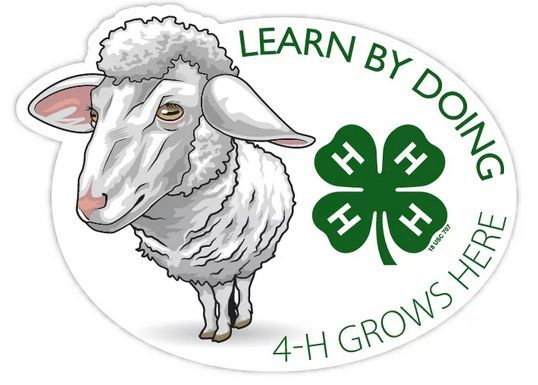 Alpena County 4-H Slick Shear - for Market Sheep