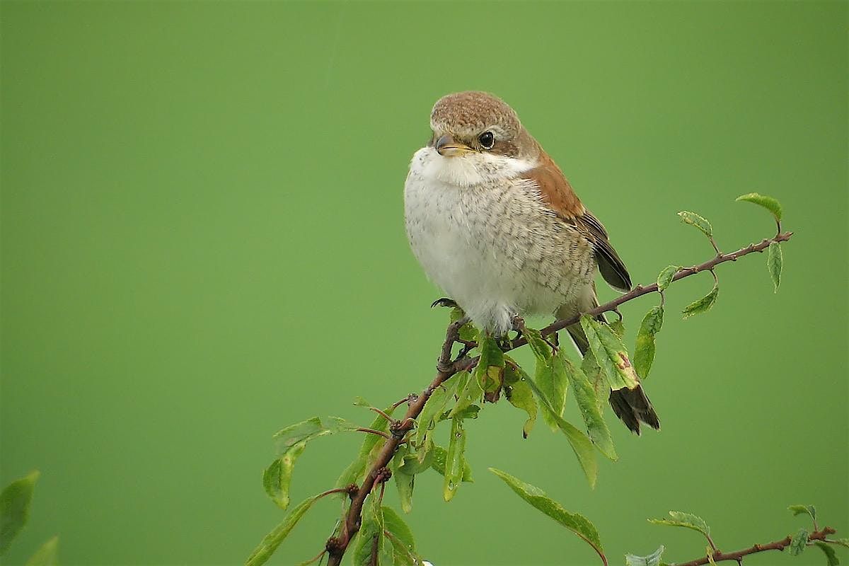 Local Volunteer Event: Understanding Birds and How They Live