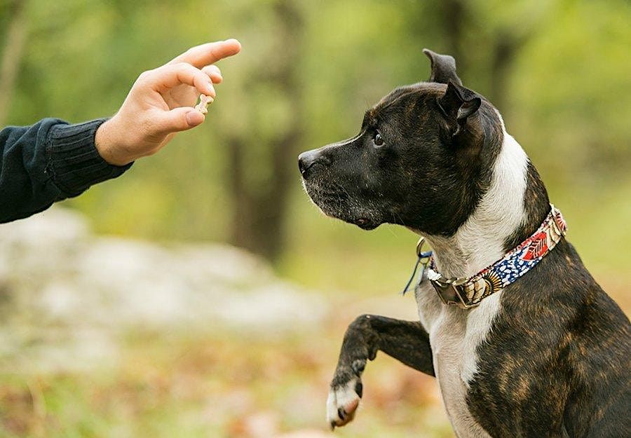 Introduction to Dog Behaviour and Training - October 2022