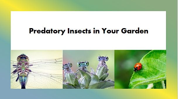 Predacool Predatory Insects Predatory Insects in Your Garden - Part 1, Online, 19 February 2024