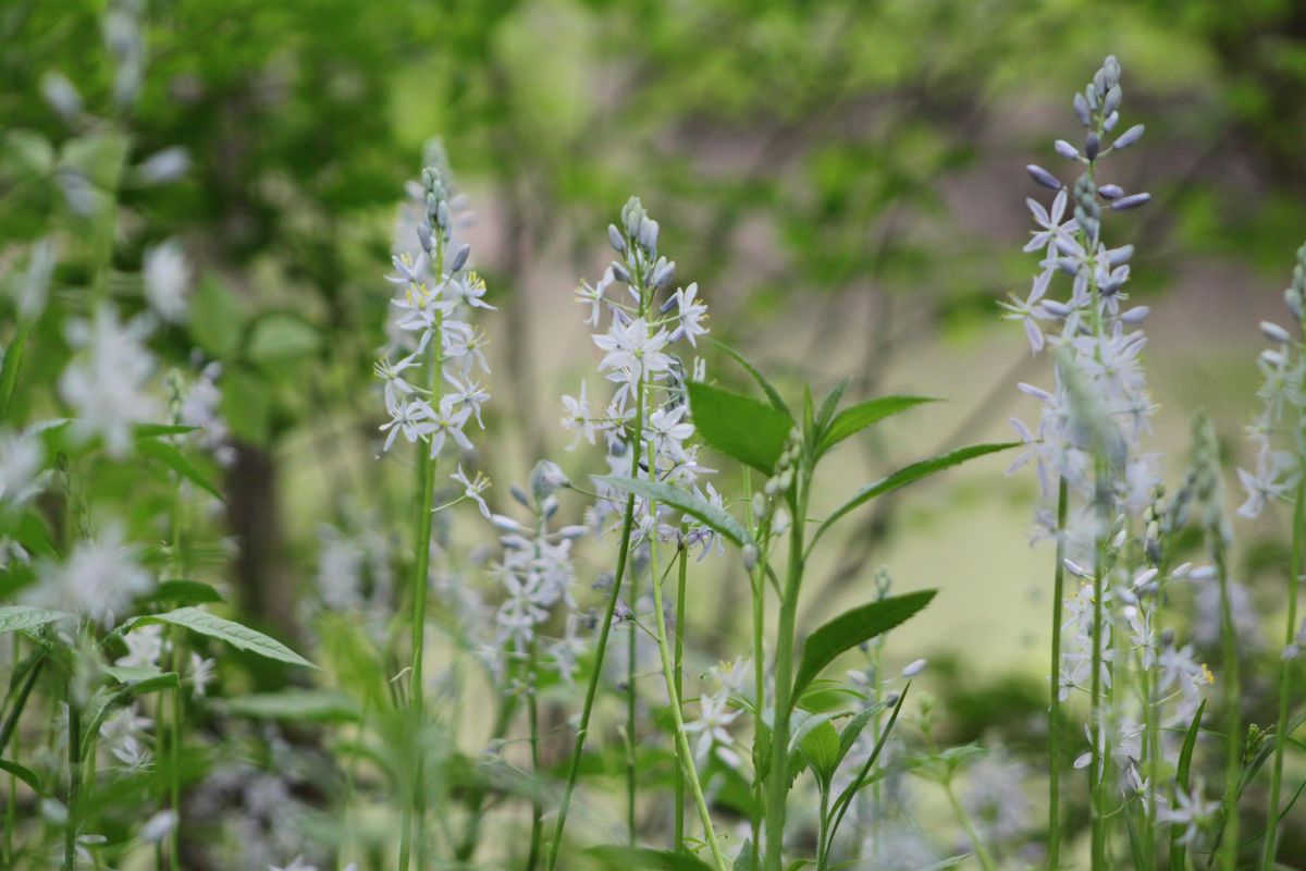 Wildflower walk at Oliver\u2019s Woods with White River Docents