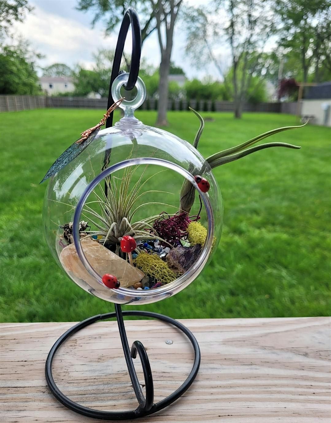 Air Plant Terrarium Workshop