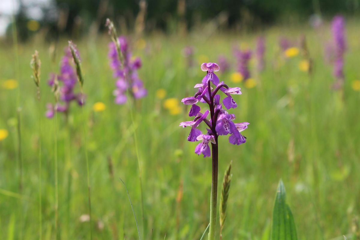 Local Volunteer Event: Wild Orchids of the UK