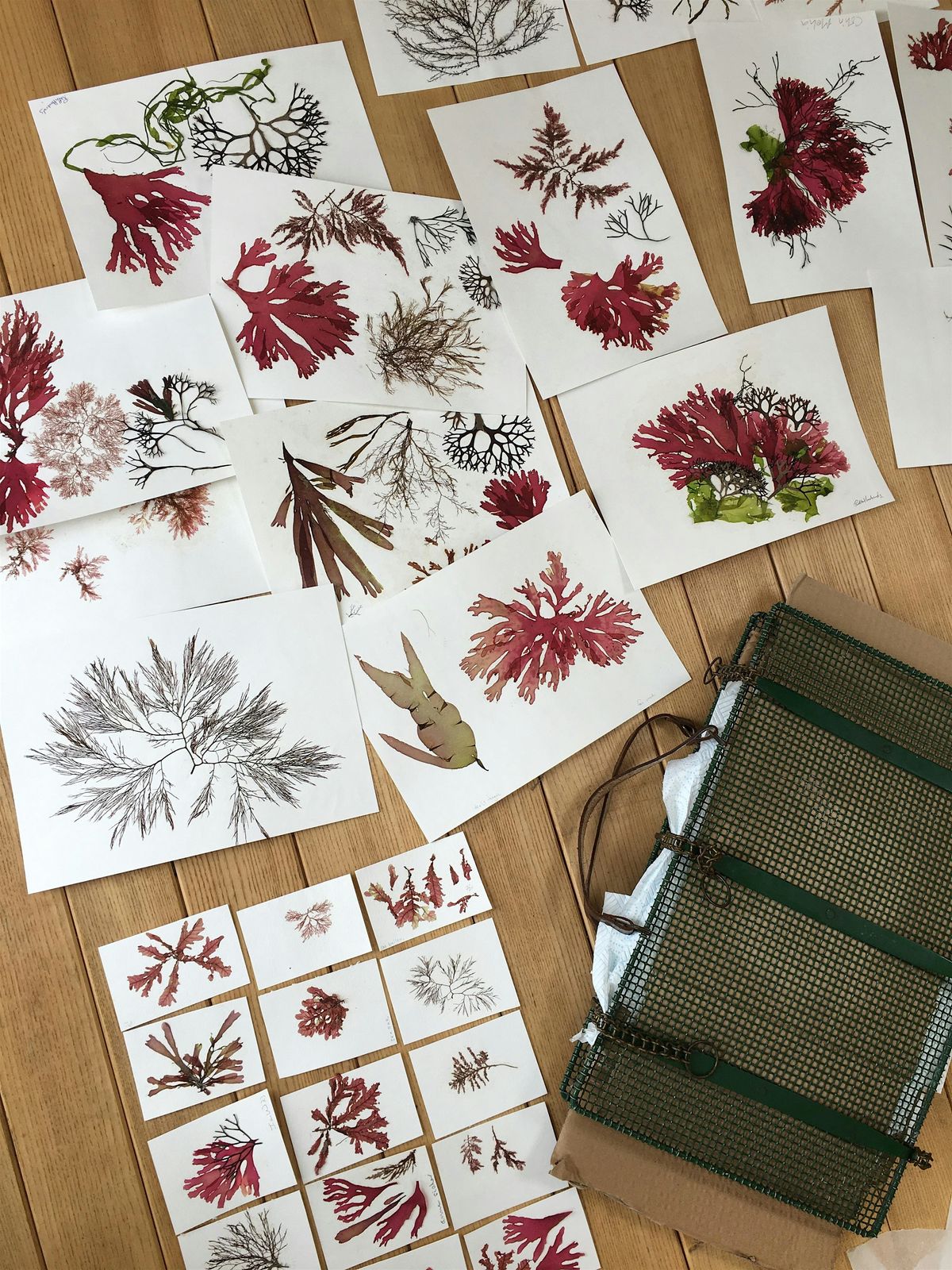 ALMA WINTER ARTS WEEKEND: Seaweed pressing w\/The Seaweed Institute