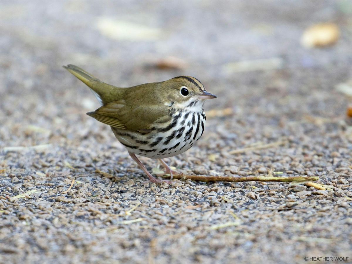 Birding Washington Square Park with Heather Wolf