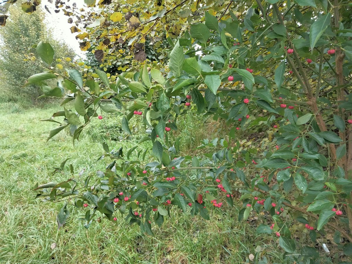 Nature Writing Workshop and Walk - Foraging Special!