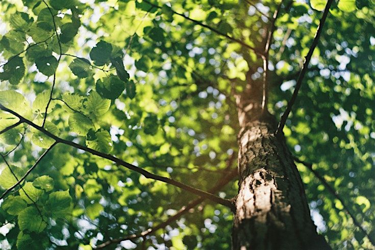 Deciduous Tree and Shrub Identification