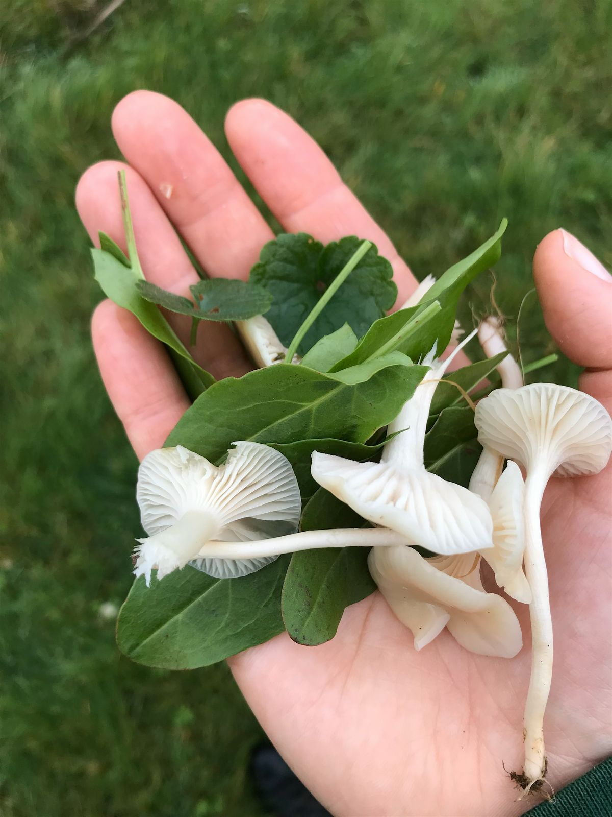 Foraging and Nature ID workshop with Emanuelle Paulson