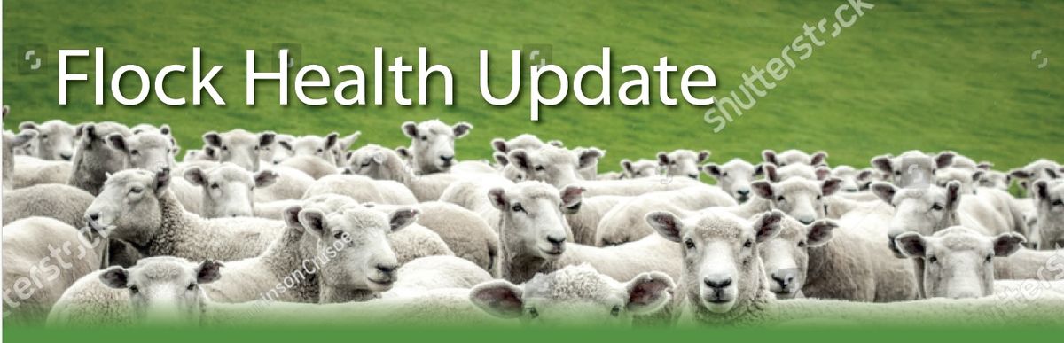 Flock Health Update - Farmer Meeting 