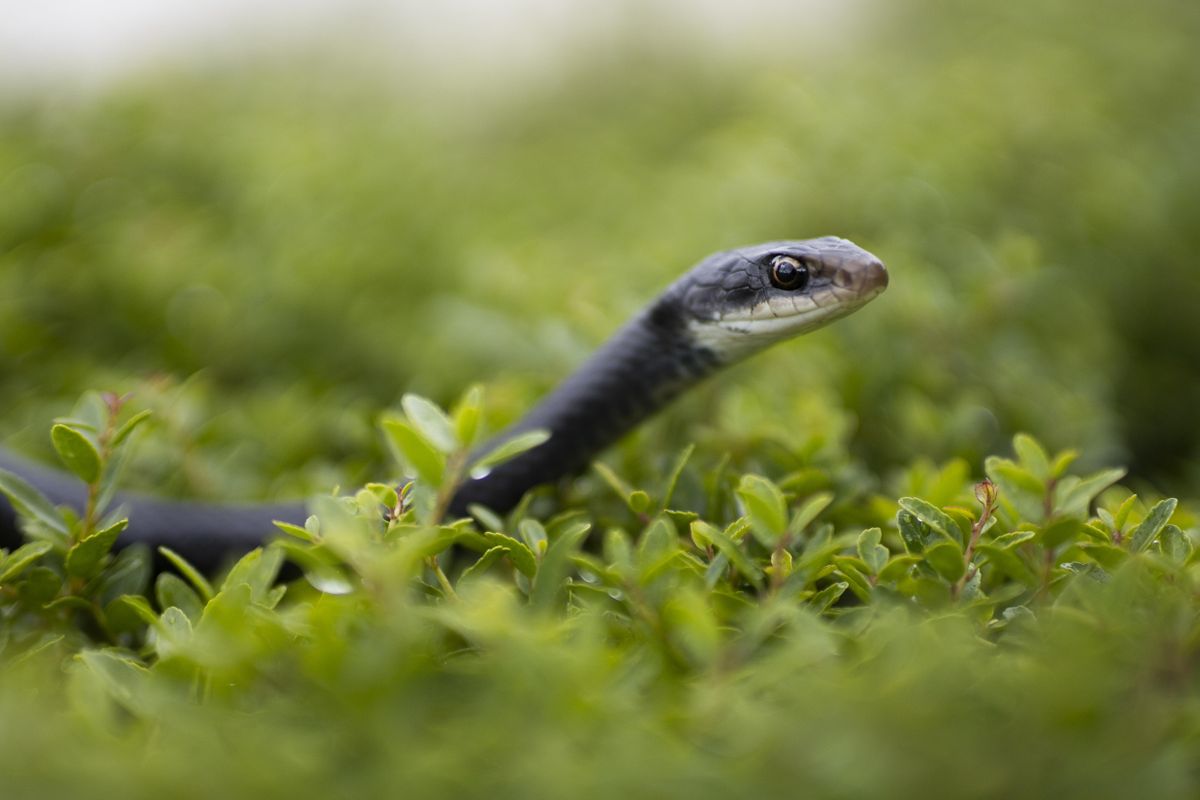 Snakes of Southwest Florida