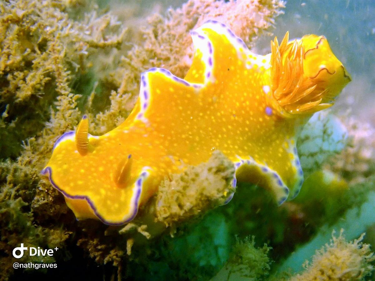 Sea Slug Survey Shore Events (adults +16)