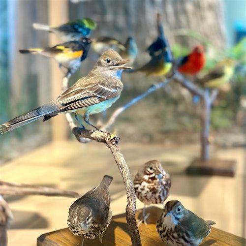 Burpee Museum BSA: Bird Study Merit Badge -Virtual