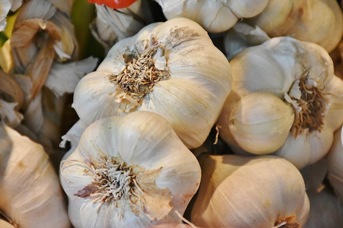 Carroll County Master Gardener GIEI: Extending the Season