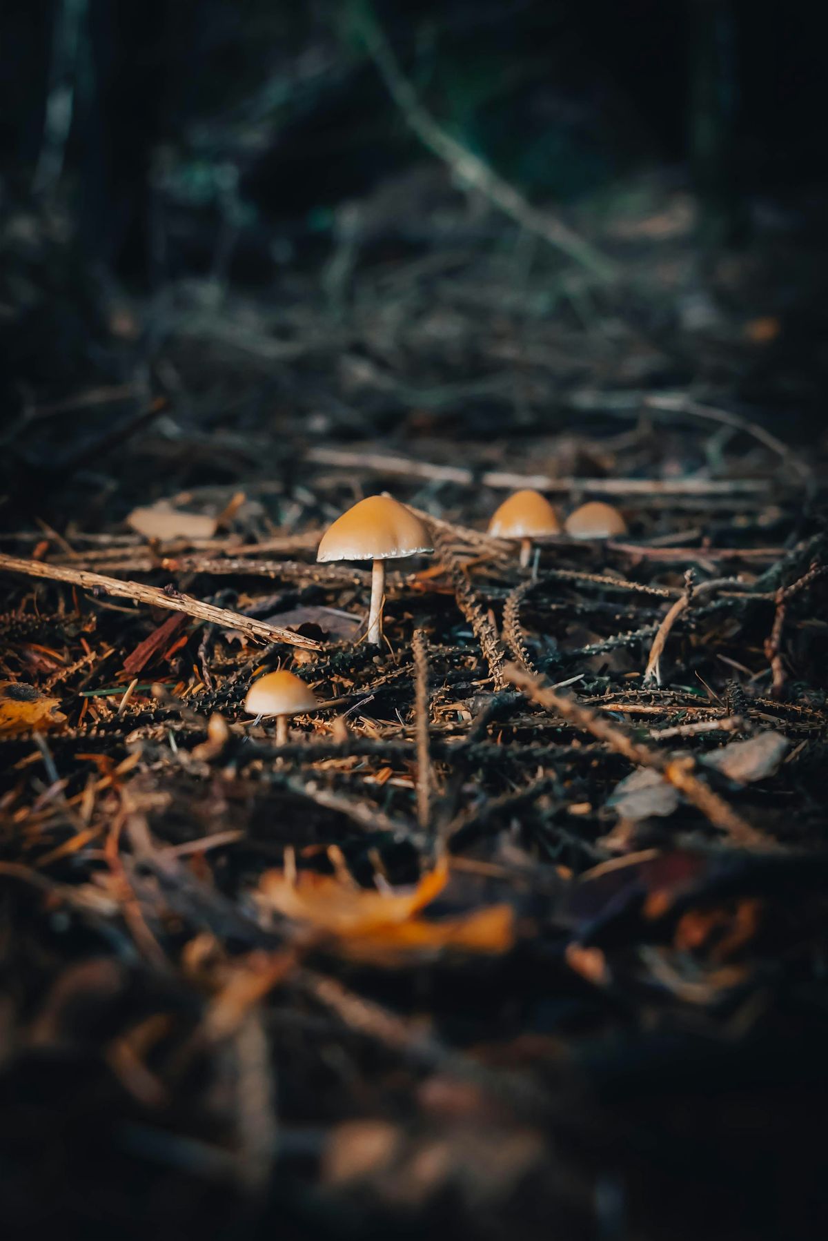 Fabulous fungi walk