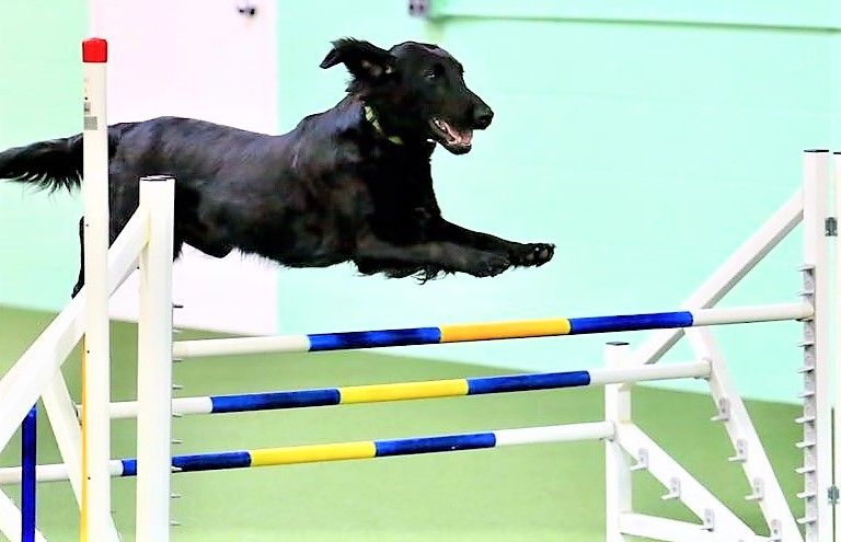 HDTC Fall Agility Trials